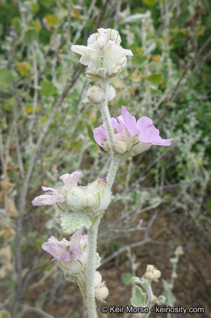 Imagem de Malacothamnus fremontii (Torr. ex Gray) Greene