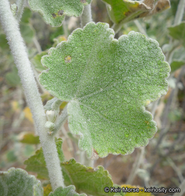 Imagem de Malacothamnus fremontii (Torr. ex Gray) Greene