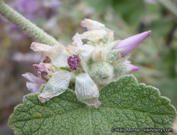 Imagem de Malacothamnus fremontii (Torr. ex Gray) Greene