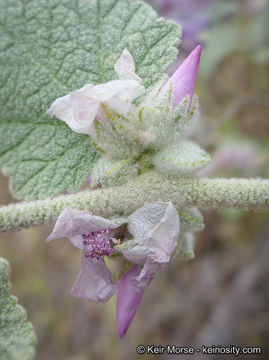 Imagem de Malacothamnus fremontii (Torr. ex Gray) Greene