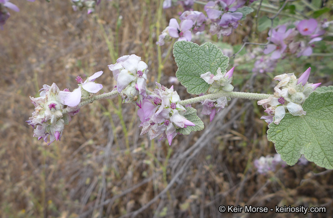 Imagem de Malacothamnus fremontii (Torr. ex Gray) Greene