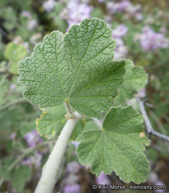 Imagem de Malacothamnus fremontii (Torr. ex Gray) Greene