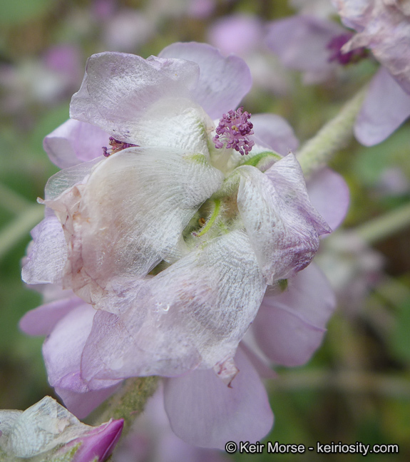 Imagem de Malacothamnus fremontii (Torr. ex Gray) Greene