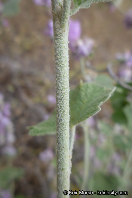 Imagem de Malacothamnus fremontii (Torr. ex Gray) Greene