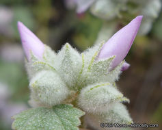 Imagem de Malacothamnus fremontii (Torr. ex Gray) Greene