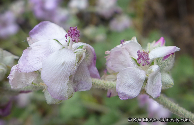 Imagem de Malacothamnus fremontii (Torr. ex Gray) Greene