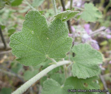 Imagem de Malacothamnus fremontii (Torr. ex Gray) Greene