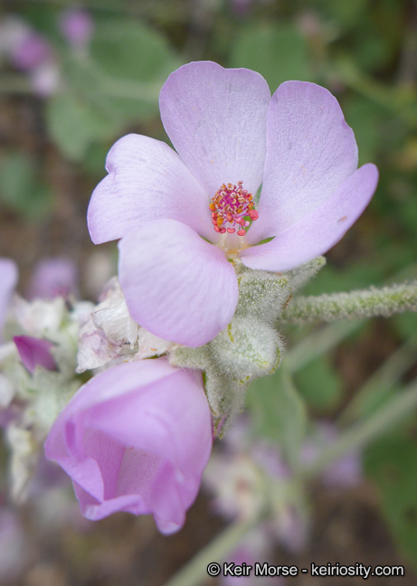 Imagem de Malacothamnus fremontii (Torr. ex Gray) Greene