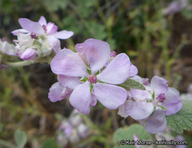 Imagem de Malacothamnus fremontii (Torr. ex Gray) Greene