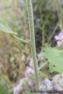 Imagem de Malacothamnus fremontii (Torr. ex Gray) Greene