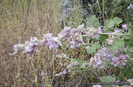 Imagem de Malacothamnus fremontii (Torr. ex Gray) Greene