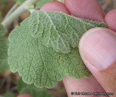 Imagem de Malacothamnus fremontii (Torr. ex Gray) Greene