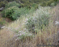 Imagem de Malacothamnus fremontii (Torr. ex Gray) Greene