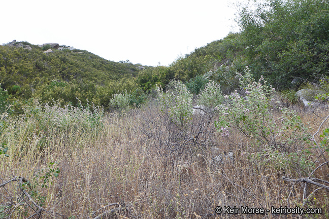 Imagem de Malacothamnus fremontii (Torr. ex Gray) Greene