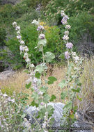 Imagem de Malacothamnus fremontii (Torr. ex Gray) Greene