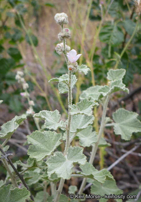 Imagem de Malacothamnus fremontii (Torr. ex Gray) Greene