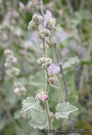 Imagem de Malacothamnus fremontii (Torr. ex Gray) Greene