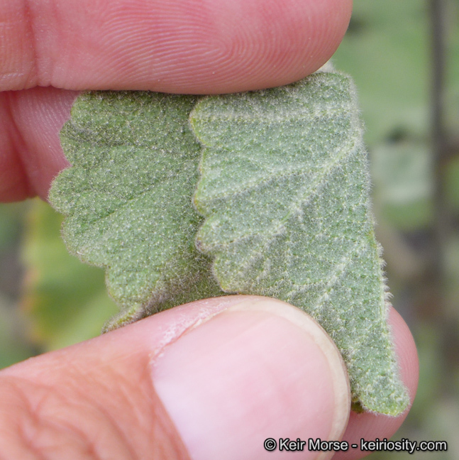 Imagem de Malacothamnus fremontii (Torr. ex Gray) Greene