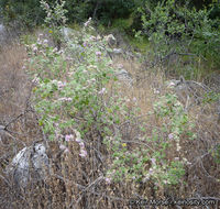 Imagem de Malacothamnus fremontii (Torr. ex Gray) Greene