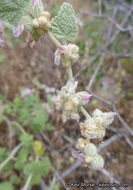 Imagem de Malacothamnus fremontii (Torr. ex Gray) Greene