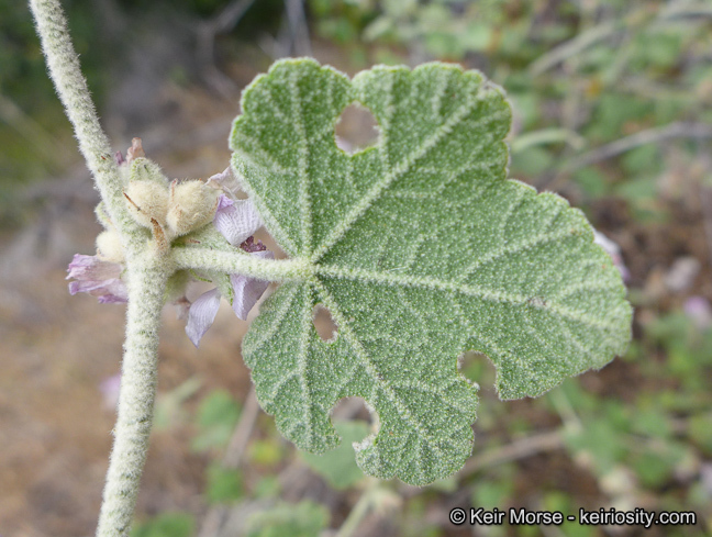 Imagem de Malacothamnus fremontii (Torr. ex Gray) Greene