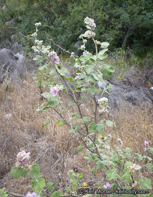 Imagem de Malacothamnus fremontii (Torr. ex Gray) Greene