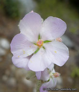 Imagem de Malacothamnus fremontii (Torr. ex Gray) Greene