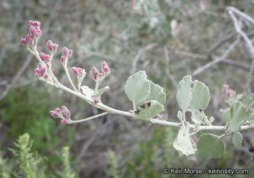 Sivun <i>Malacothamnus gracilis</i> kuva