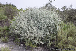 Sivun <i>Malacothamnus gracilis</i> kuva