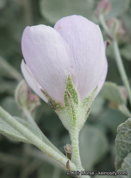 Imagem de <i>Malacothamnus gracilis</i>