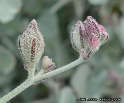 Imagem de <i>Malacothamnus gracilis</i>