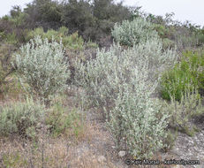 Imagem de <i>Malacothamnus gracilis</i>