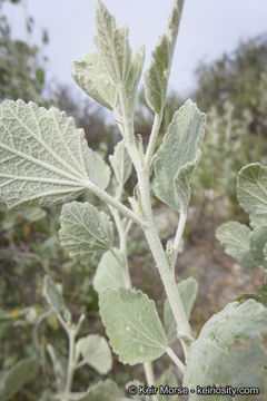 Image of <i>Malacothamnus gracilis</i>