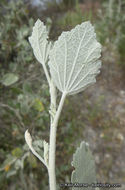 Imagem de <i>Malacothamnus gracilis</i>