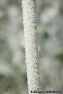 Image of <i>Malacothamnus niveus</i>