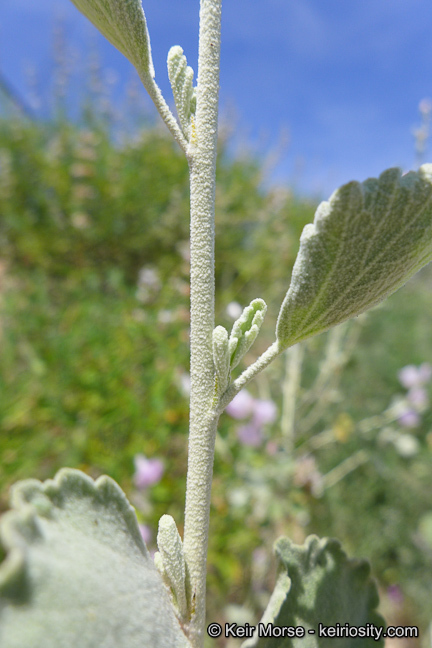 Sivun Malacothamnus jonesii (Munz) Kearney kuva