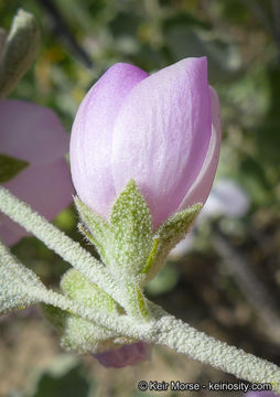 Image de Malacothamnus jonesii (Munz) Kearney