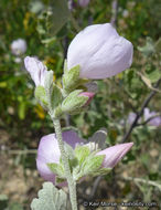 Imagem de Malacothamnus jonesii (Munz) Kearney