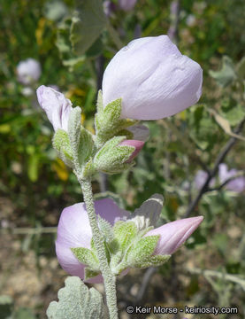 Imagem de Malacothamnus jonesii (Munz) Kearney