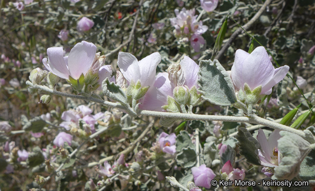 Imagem de Malacothamnus jonesii (Munz) Kearney