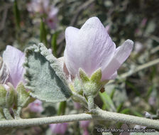 Imagem de Malacothamnus jonesii (Munz) Kearney