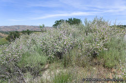 Image de Malacothamnus jonesii (Munz) Kearney