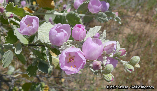 Imagem de Malacothamnus jonesii (Munz) Kearney