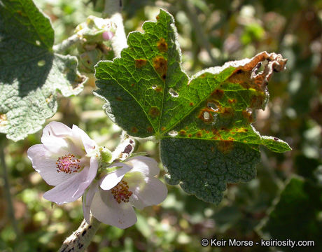 Image of Indian Valley bushmallow