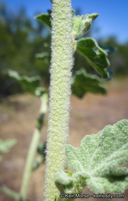 Image of Indian Valley bushmallow