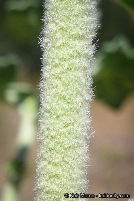 Image of Indian Valley bushmallow