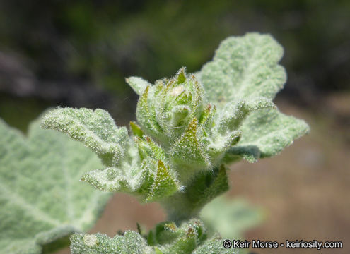 Image of Indian Valley bushmallow