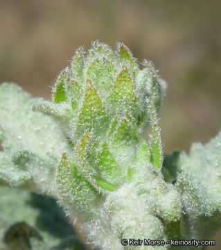 Image of Indian Valley bushmallow