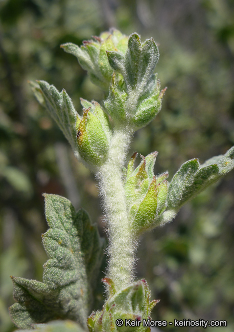 Image of Indian Valley bushmallow