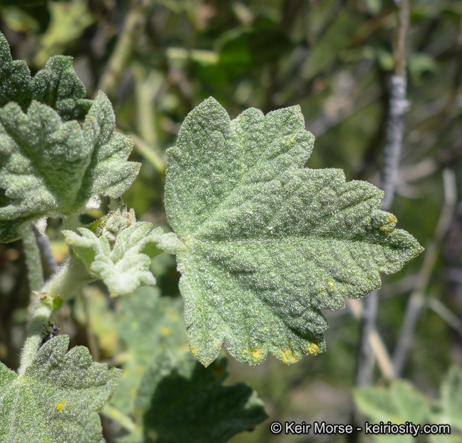 Image of Indian Valley bushmallow